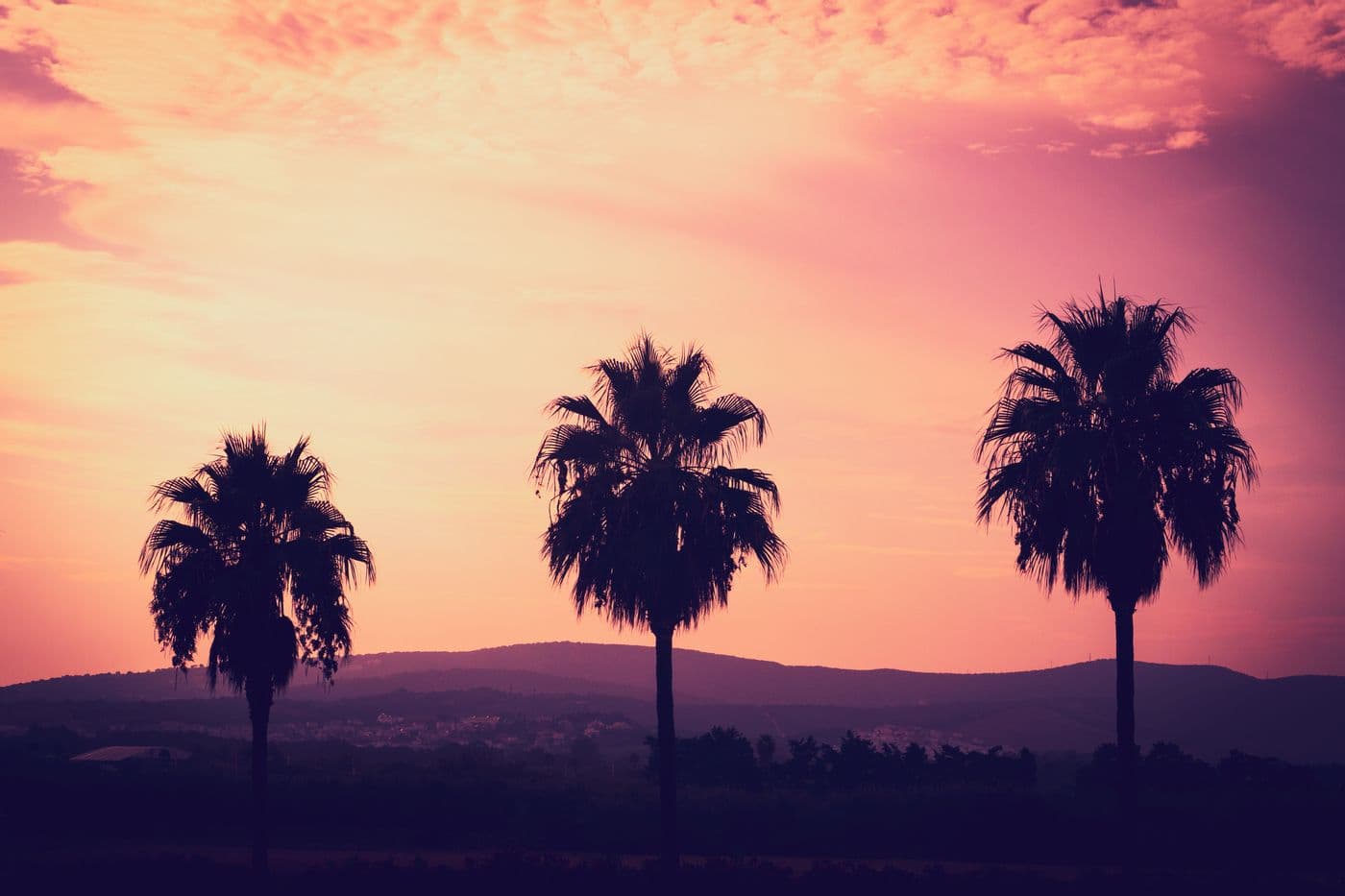 Palmen bij zonsondergang in Sotogrande